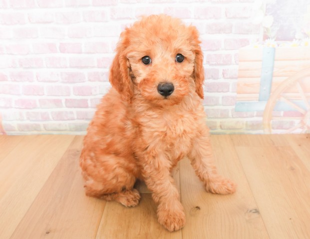 福島県のトイプードル(トイ) (Coo&RIKUいわき店/2025年12月7日生まれ/男の子/レッド)の子犬の3枚目の画像