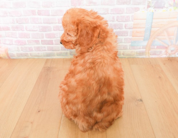 福島県のトイプードル(トイ) (Coo&RIKUいわき店/2025年12月7日生まれ/男の子/レッド)の子犬の4枚目の画像