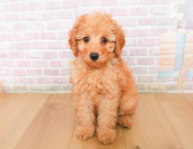 宮城県のトイプードル(トイ) (Coo&RIKU石巻店/2025年12月7日生まれ/女の子/レッド)の子犬の1枚目の画像