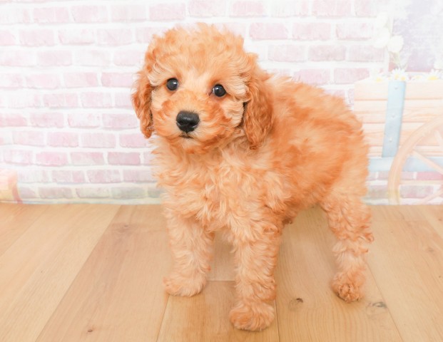 宮城県のトイプードル(トイ) (Coo&RIKU石巻店/2025年12月7日生まれ/女の子/レッド)の子犬の2枚目の画像