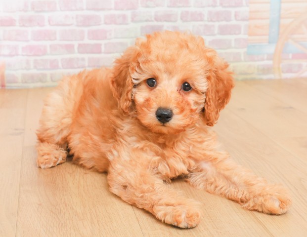 宮城県のトイプードル(トイ) (Coo&RIKU石巻店/2025年12月7日生まれ/女の子/レッド)の子犬の3枚目の画像