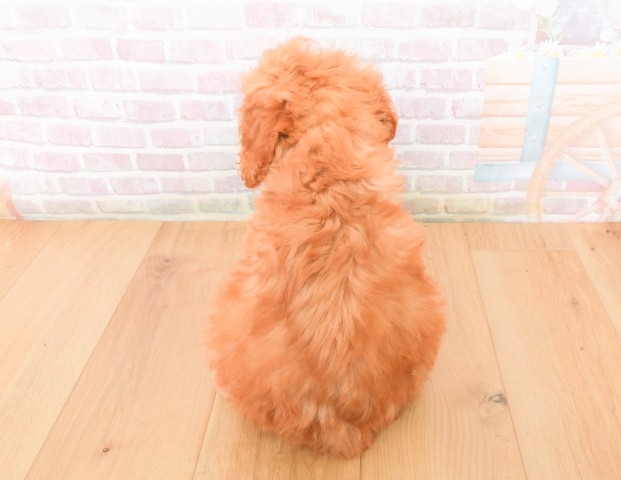 宮城県のトイプードル(トイ) (Coo&RIKU石巻店/2025年12月7日生まれ/女の子/レッド)の子犬の4枚目の画像