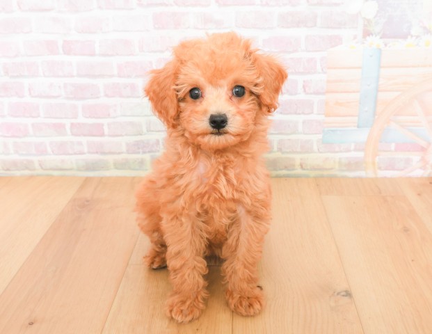 岩手県のトイプードル(トイ) (Coo&RIKU一関店/2025年12月7日生まれ/女の子/レッド)の子犬の1枚目の画像