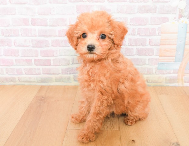 岩手県のトイプードル(トイ) (Coo&RIKU一関店/2025年12月7日生まれ/女の子/レッド)の子犬の2枚目の画像