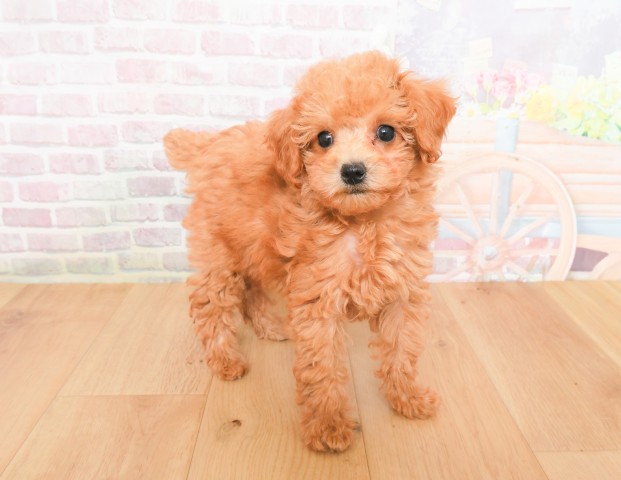 岩手県のトイプードル(トイ) (Coo&RIKU一関店/2025年12月7日生まれ/女の子/レッド)の子犬の3枚目の画像