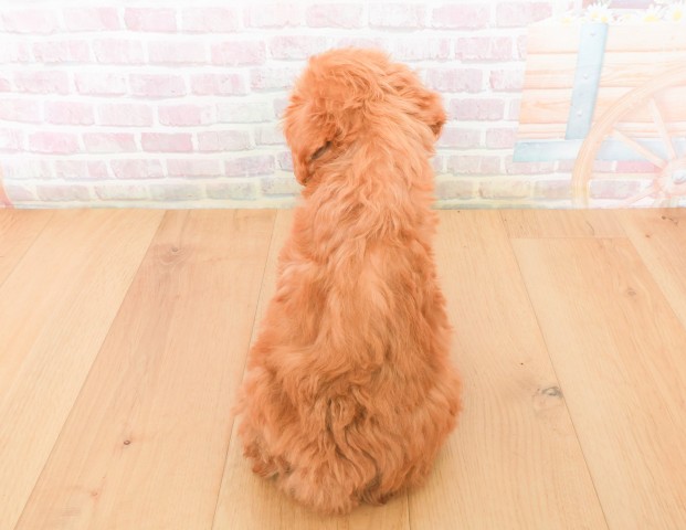 岩手県のトイプードル(トイ) (Coo&RIKU一関店/2025年12月7日生まれ/女の子/レッド)の子犬の4枚目の画像