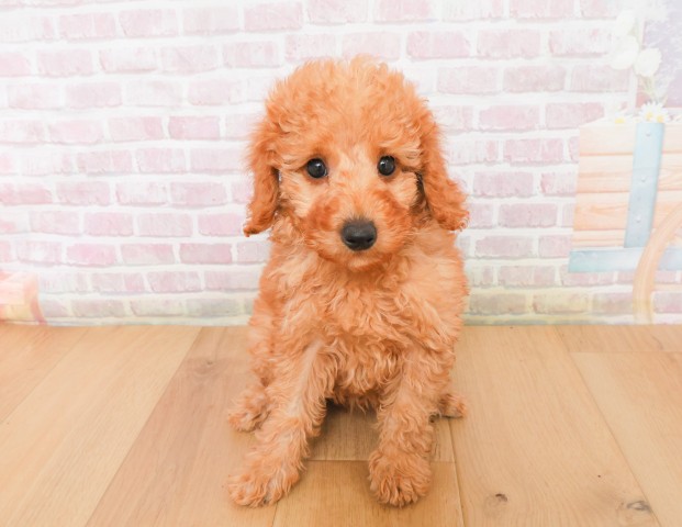 岩手県のトイプードル(トイ) (Coo&RIKU岩手盛岡店/2025年12月7日生まれ/女の子/レッド)の子犬の1枚目の画像