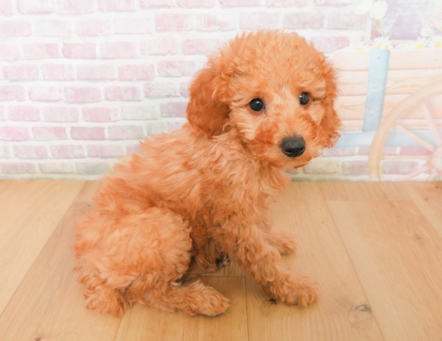 岩手県のトイプードル(トイ) (Coo&RIKU岩手盛岡店/2025年12月7日生まれ/女の子/レッド)の子犬の3枚目の画像