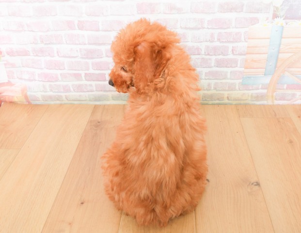 岩手県のトイプードル(トイ) (Coo&RIKU岩手盛岡店/2025年12月7日生まれ/女の子/レッド)の子犬の4枚目の画像