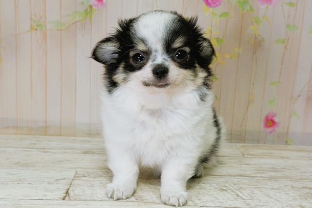 北海道のチワワ(ロング) (Coo&RIKU函館店/2025年12月1日生まれ/男の子/ブラックタンホワイト)の子犬