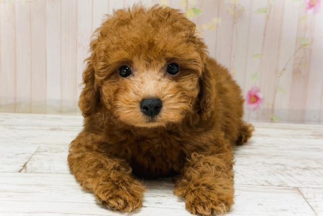 北海道のトイプードル(トイ) (Coo&RIKU釧路店/2025年12月1日生まれ/男の子/レッド)の子犬