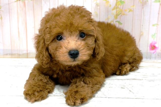 北海道のトイプードル(トイ) (Coo&RIKU釧路店/2025年12月1日生まれ/男の子/レッド)の子犬の2枚目の画像