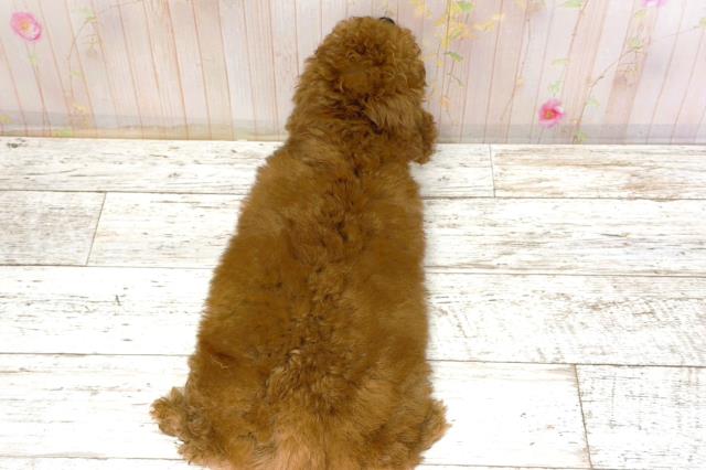 北海道のトイプードル(トイ) (Coo&RIKU釧路店/2025年12月1日生まれ/男の子/レッド)の子犬の4枚目の画像