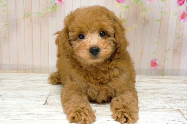 北海道のトイプードル(トイ) (Coo&RIKU帯広店/2025年12月1日生まれ/男の子/レッド)の子犬