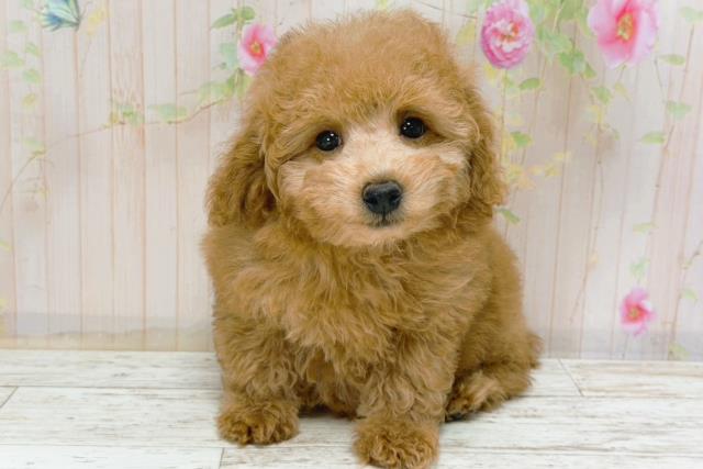 北海道のトイプードル(トイ) (Coo&RIKU釧路店/2025年12月1日生まれ/女の子/レッド)の子犬