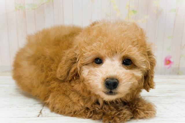 北海道のトイプードル(トイ) (Coo&RIKU釧路店/2025年12月1日生まれ/女の子/レッド)の子犬の3枚目の画像