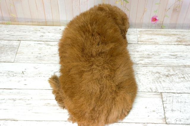 北海道のトイプードル(トイ) (Coo&RIKU釧路店/2025年12月1日生まれ/女の子/レッド)の子犬の4枚目の画像