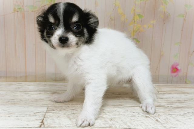 北海道のチワワ(ロング) (Coo&RIKU帯広店/2025年12月4日生まれ/女の子/ブラックタンホワイト)の子犬の2枚目の画像