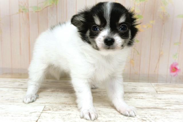 北海道のチワワ(ロング) (Coo&RIKU帯広店/2025年12月4日生まれ/女の子/ブラックタンホワイト)の子犬の3枚目の画像