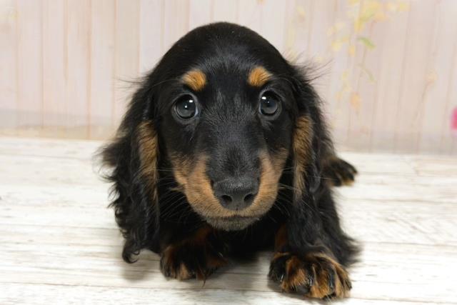 北海道のミニチュアダックスフンド(ロング) (Coo&RIKU北見店/2025年12月2日生まれ/男の子/ブラックタン)の子犬