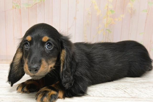 北海道のミニチュアダックスフンド(ロング) (Coo&RIKU北見店/2025年12月2日生まれ/男の子/ブラックタン)の子犬の2枚目の画像