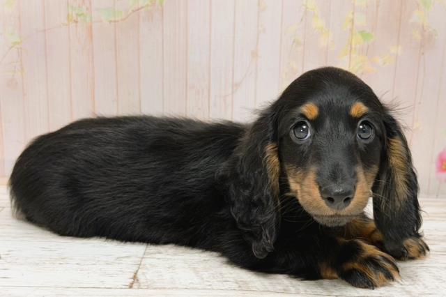 北海道のミニチュアダックスフンド(ロング) (Coo&RIKU北見店/2025年12月2日生まれ/男の子/ブラックタン)の子犬の3枚目の画像
