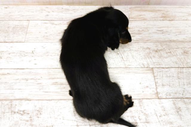 北海道のミニチュアダックスフンド(ロング) (Coo&RIKU北見店/2025年12月2日生まれ/男の子/ブラックタン)の子犬の4枚目の画像