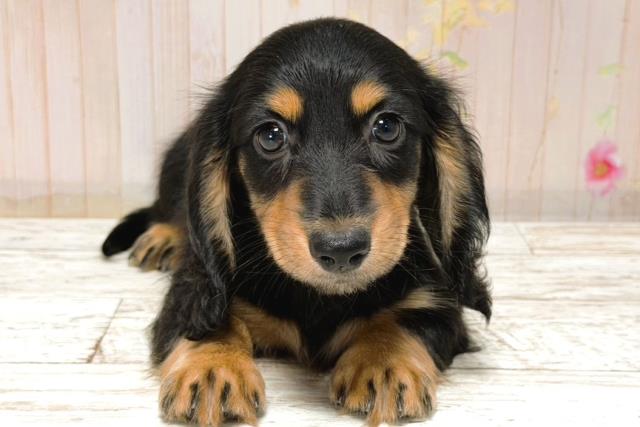 北海道のミニチュアダックスフンド(ロング) (Coo&RIKU帯広店/2025年12月2日生まれ/女の子/ブラックタン)の子犬