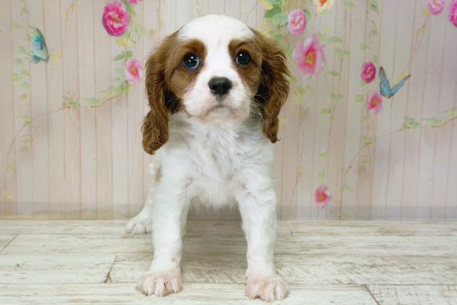 北海道のキャバリアキングチャールズスパニエル (Coo&RIKU釧路店/2025年12月5日生まれ/女の子/ブレンハイム)の子犬