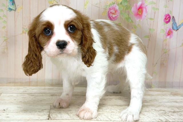 北海道のキャバリアキングチャールズスパニエル (Coo&RIKU釧路店/2025年12月5日生まれ/女の子/ブレンハイム)の子犬の2枚目の画像