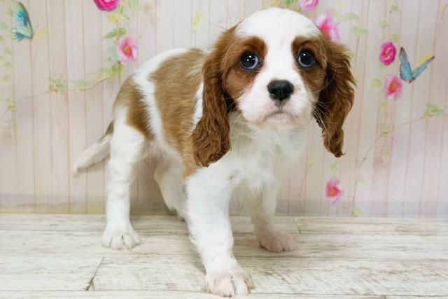 北海道のキャバリアキングチャールズスパニエル (Coo&RIKU釧路店/2025年12月5日生まれ/女の子/ブレンハイム)の子犬の3枚目の画像