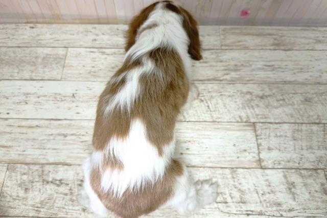 北海道のキャバリアキングチャールズスパニエル (Coo&RIKU釧路店/2025年12月5日生まれ/女の子/ブレンハイム)の子犬の4枚目の画像