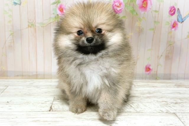 北海道のポメラニアン (Coo&RIKU室蘭店/2025年12月6日生まれ/男の子/ウルフセーブル)の子犬