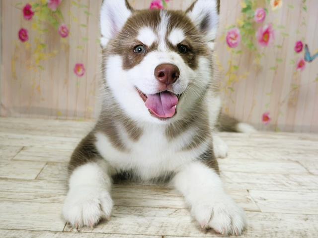 北海道のシベリアンハスキー (Coo&RIKU函館店/2025年12月3日生まれ/男の子/チョコレートホワイト)の子犬