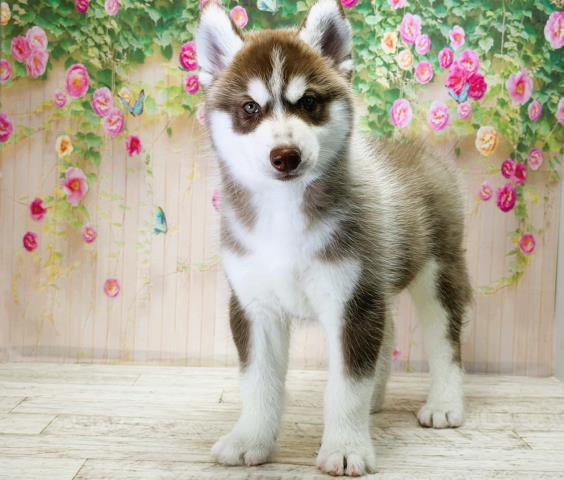 北海道のシベリアンハスキー (Coo&RIKU函館店/2025年12月3日生まれ/男の子/チョコレートホワイト)の子犬の2枚目の画像