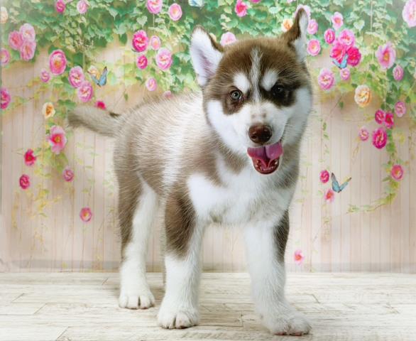 北海道のシベリアンハスキー (Coo&RIKU函館店/2025年12月3日生まれ/男の子/チョコレートホワイト)の子犬の3枚目の画像