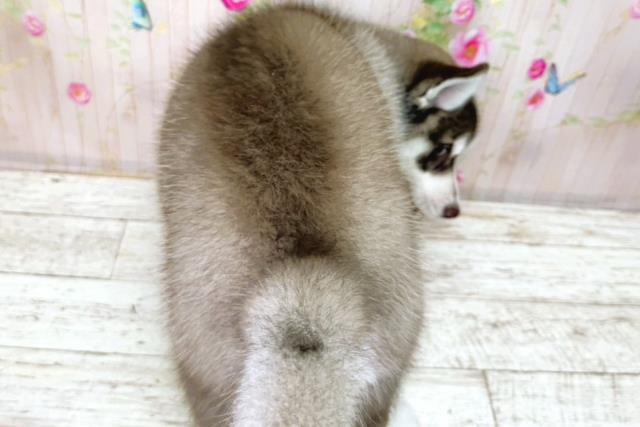 北海道のシベリアンハスキー (Coo&RIKU函館店/2025年12月3日生まれ/男の子/チョコレートホワイト)の子犬の4枚目の画像