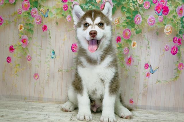 北海道のシベリアンハスキー (Coo&RIKU帯広店/2025年12月3日生まれ/男の子/チョコレートホワイト)の子犬