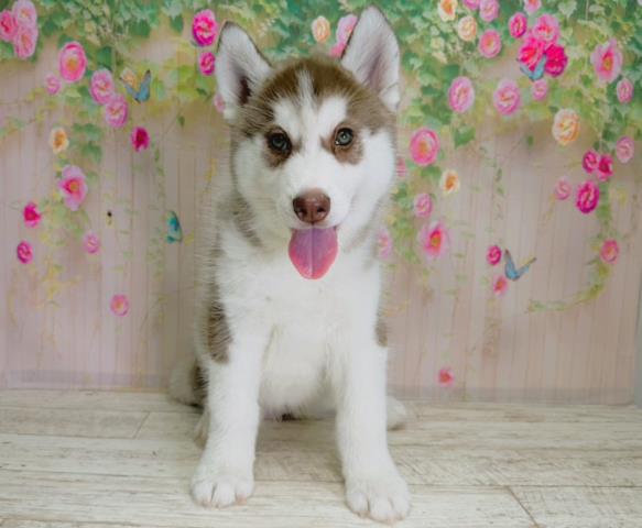 北海道のシベリアンハスキー (Coo&RIKU釧路店/2025年12月3日生まれ/女の子/チョコレートホワイト)の子犬