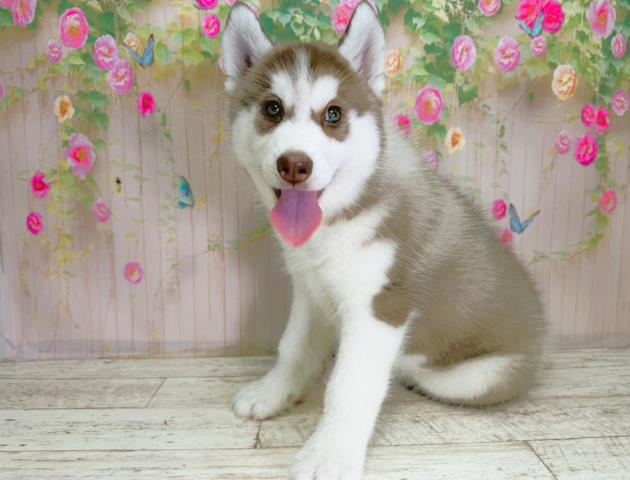 北海道のシベリアンハスキー (Coo&RIKU釧路店/2025年12月3日生まれ/女の子/チョコレートホワイト)の子犬の2枚目の画像