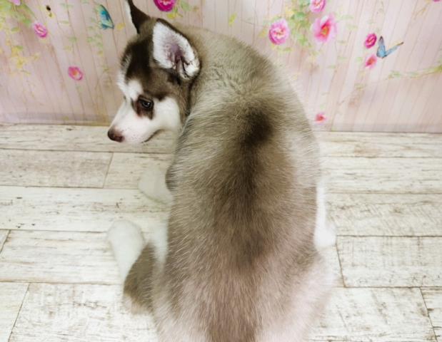 北海道のシベリアンハスキー (Coo&RIKU釧路店/2025年12月3日生まれ/女の子/チョコレートホワイト)の子犬の4枚目の画像