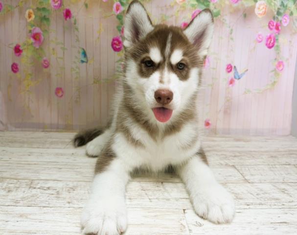 北海道のシベリアンハスキー (Coo&RIKU室蘭店/2025年12月3日生まれ/女の子/チョコレートホワイト)の子犬