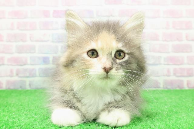 ノルウェージャン・フォレストキャット