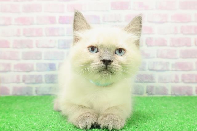 石川県のラグドール (Coo&RIKUイオン野々市南店/2025年11月23日生まれ/男の子/ブルーポイントミテッド)の子猫の1枚目の画像