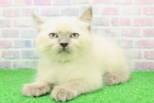 石川県のラグドール (Coo&RIKUイオン野々市南店/2025年11月23日生まれ/男の子/ブルーポイントミテッド)の子猫の2枚目の画像