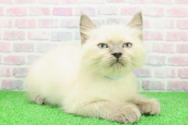 石川県のラグドール (Coo&RIKUイオン野々市南店/2025年11月23日生まれ/男の子/ブルーポイントミテッド)の子猫の3枚目の画像