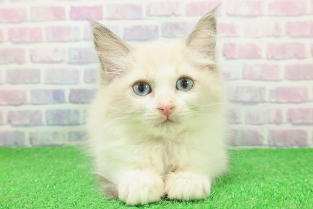 福島県のラグドール (Coo&RIKUいわき店/2025年11月19日生まれ/女の子/ブルーポイントバイカラー)の子猫の1枚目の画像