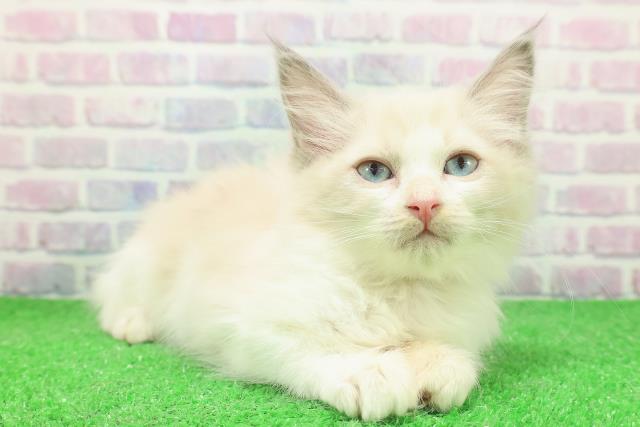 福島県のラグドール (Coo&RIKUいわき店/2025年11月19日生まれ/女の子/ブルーポイントバイカラー)の子猫の3枚目の画像