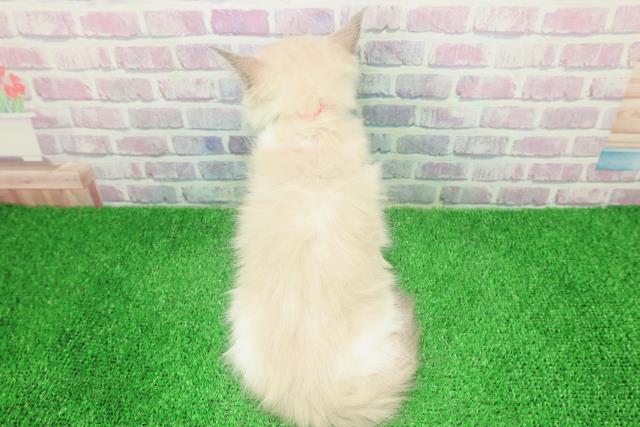 福島県のラグドール (Coo&RIKUいわき店/2025年11月19日生まれ/女の子/ブルーポイントバイカラー)の子猫の4枚目の画像