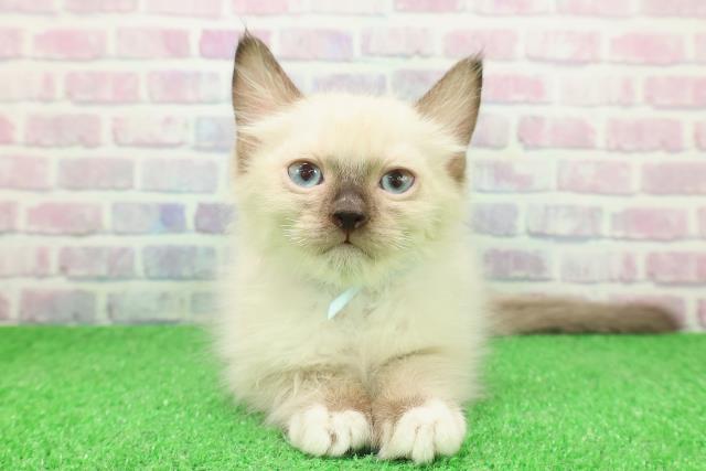 岩手県のラグドール (Coo&RIKU岩手盛岡店/2025年11月18日生まれ/男の子/シールポイントミテッド)の子猫の1枚目の画像